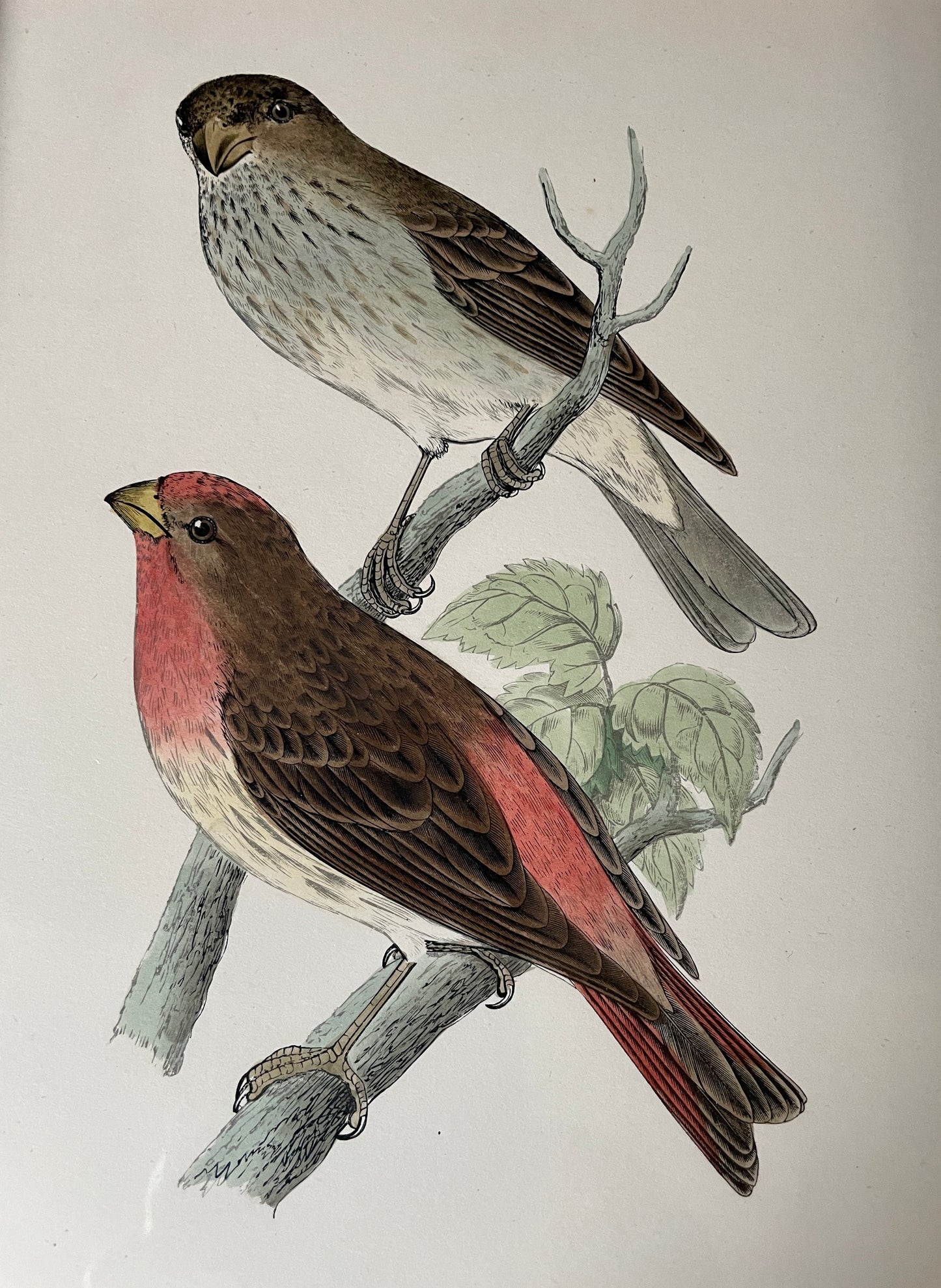 Scarlet Bullfinch Engraving