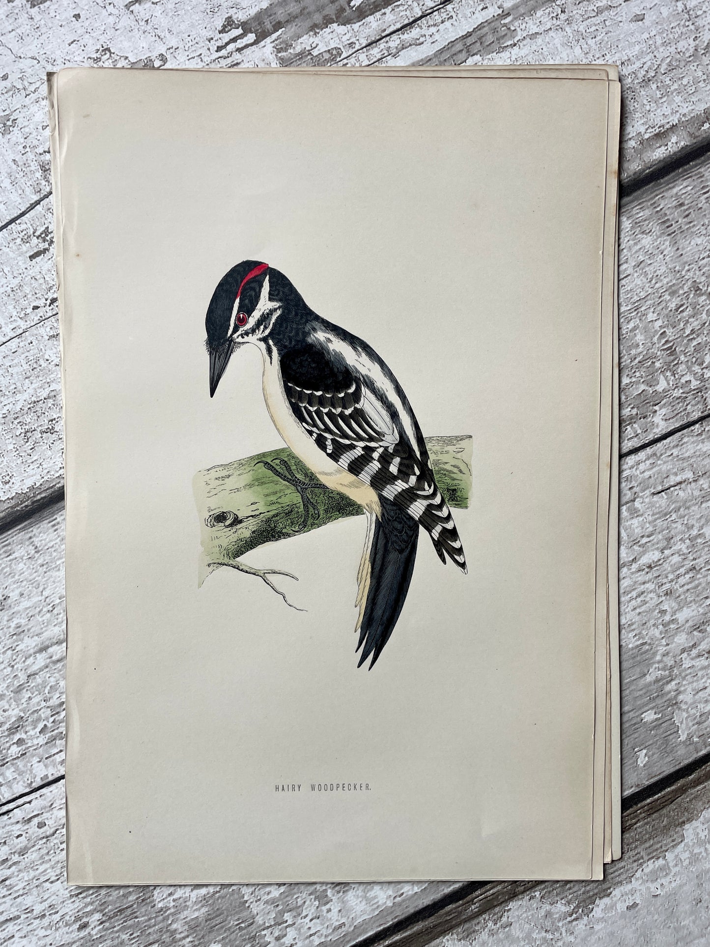Hand Tinted Hairy Woodpecker Engraving