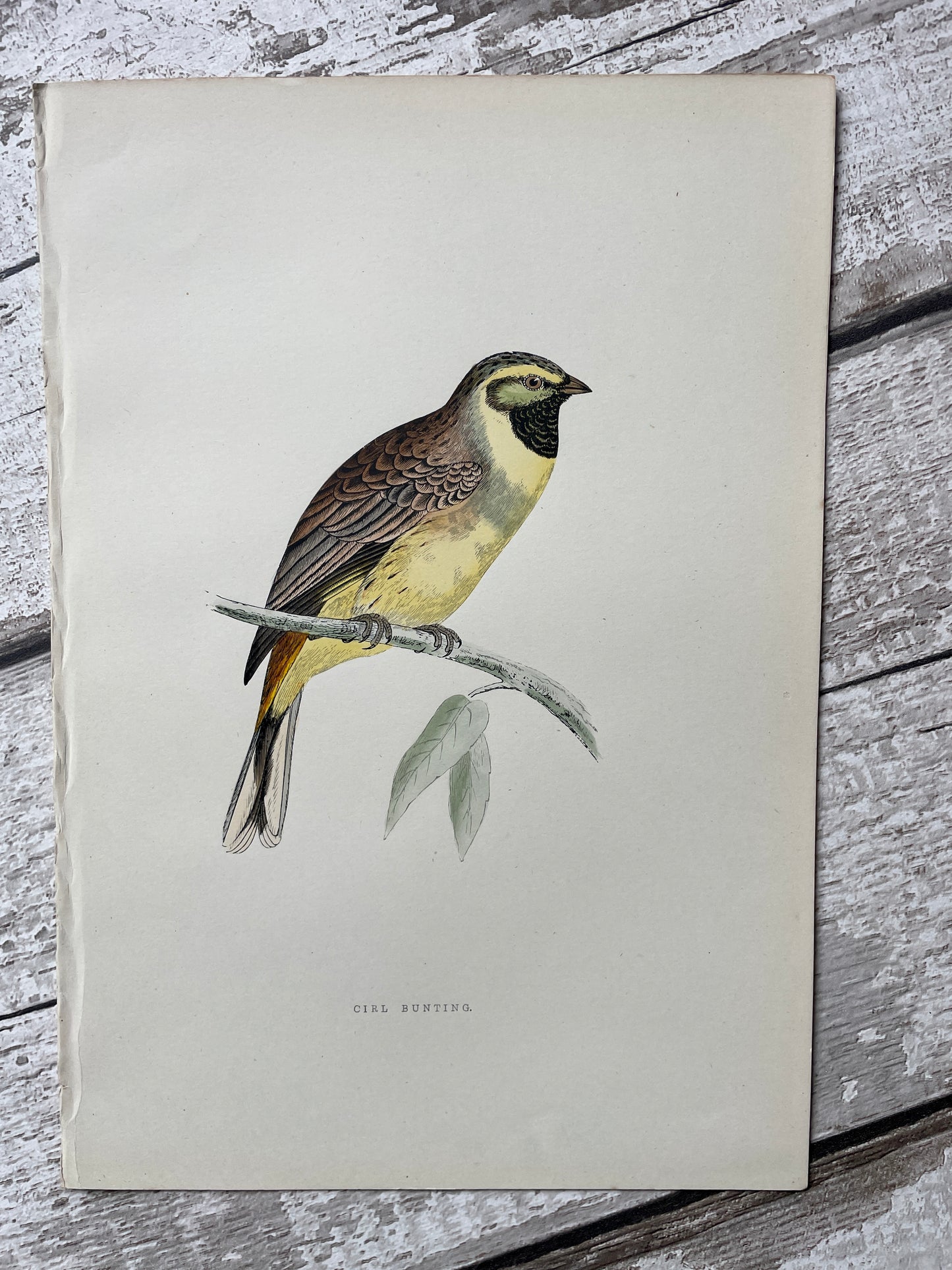 Hand Tinted Engraving of a Bunting