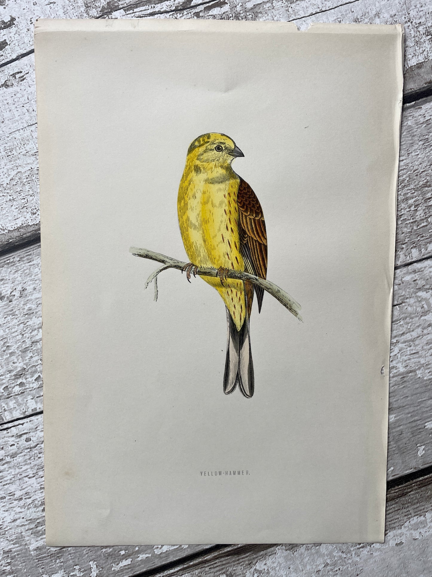 Hand Tinted Yellow Hammer Engraving