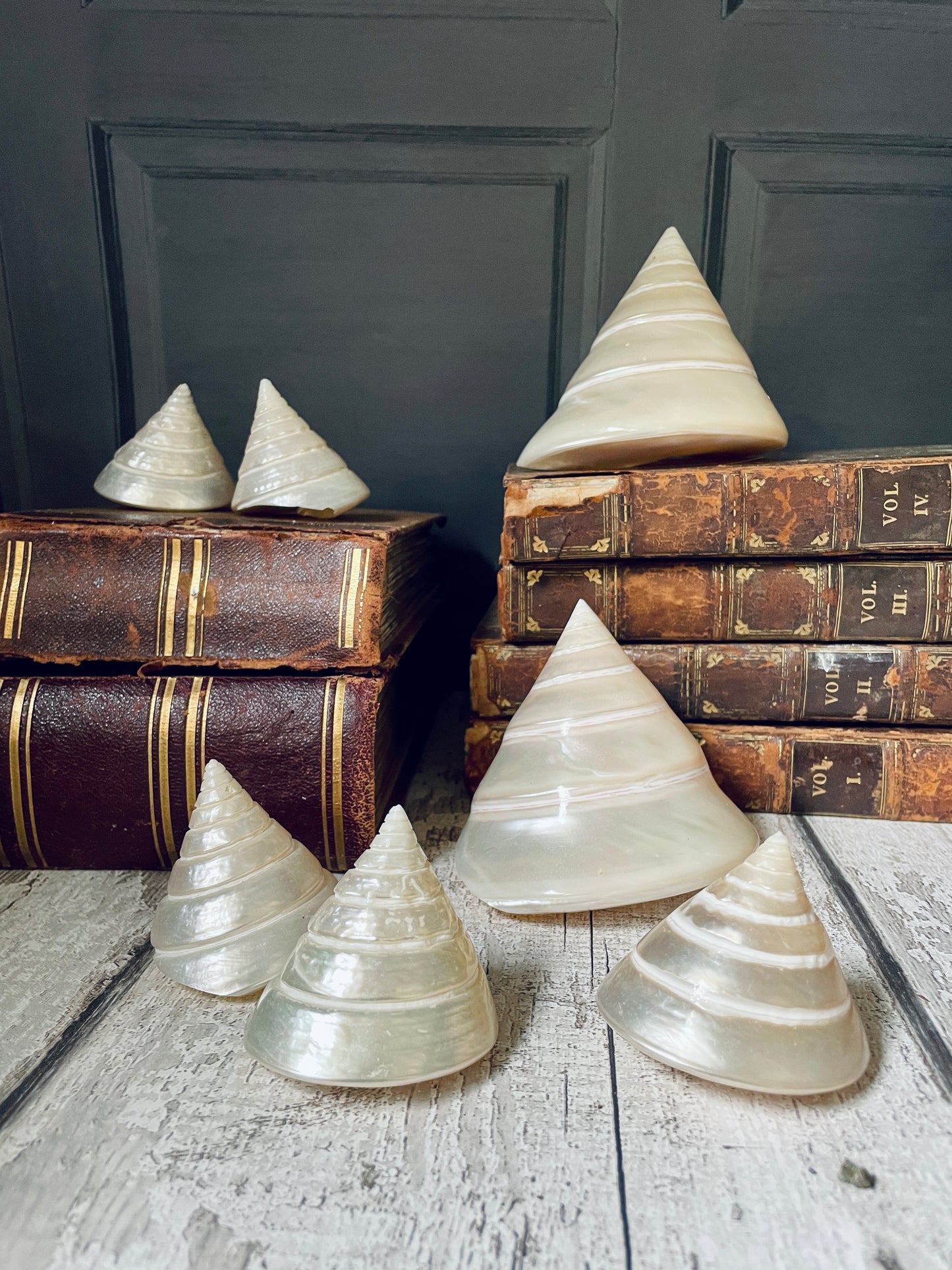 Set of 7 Pearl Troca Shells