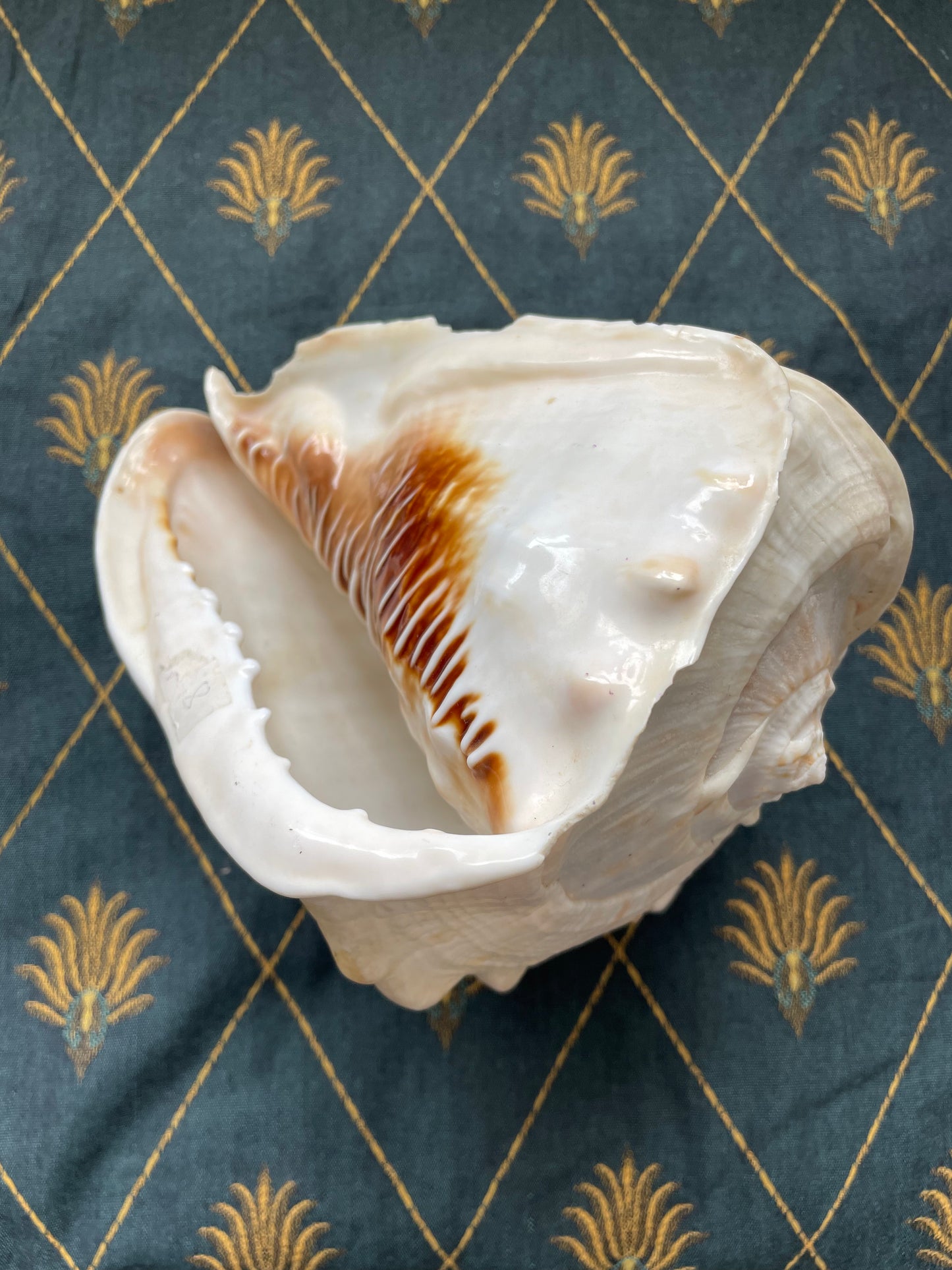 Gorgeous Conch Shell