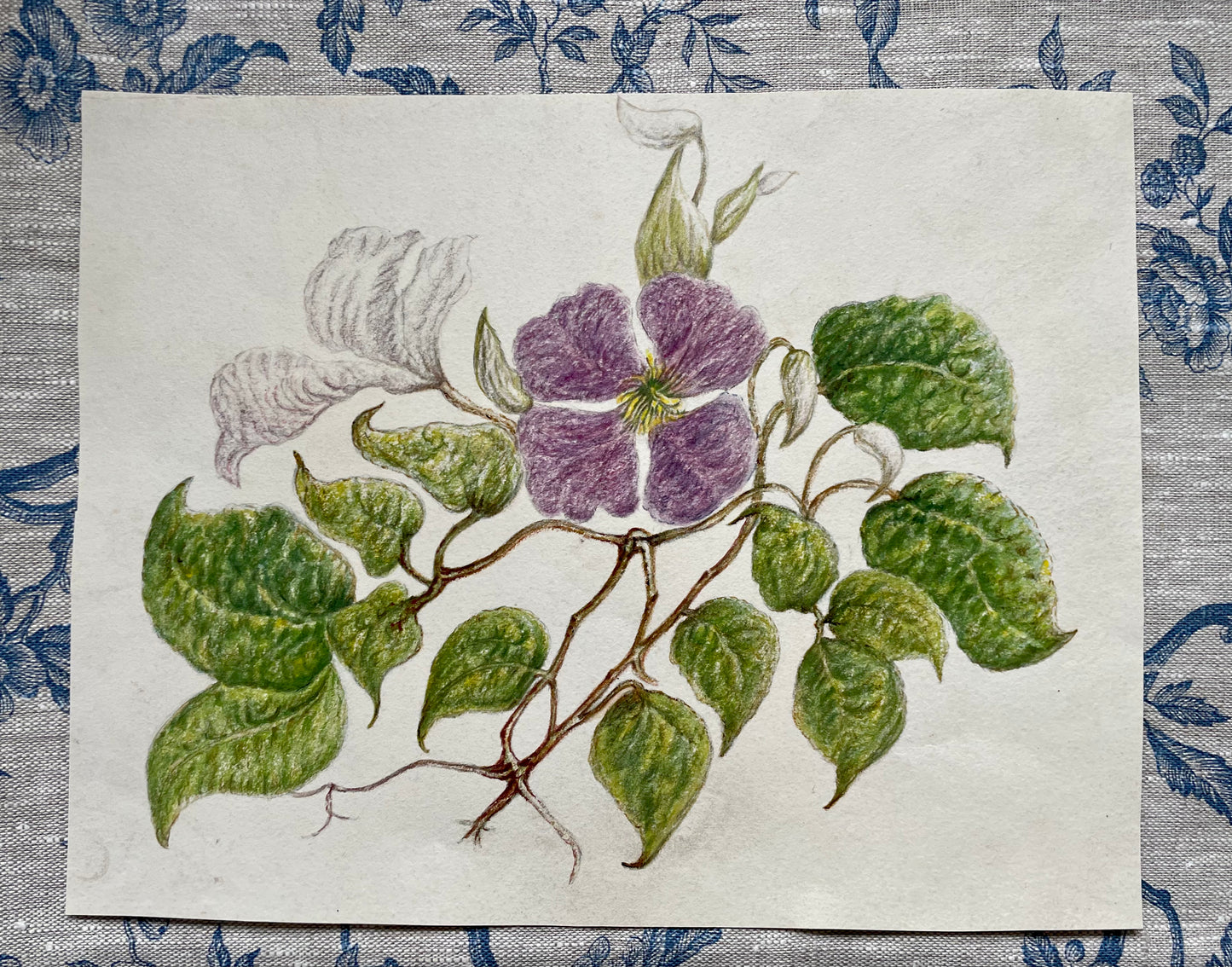 Victorian Pastel Botanical Sketch