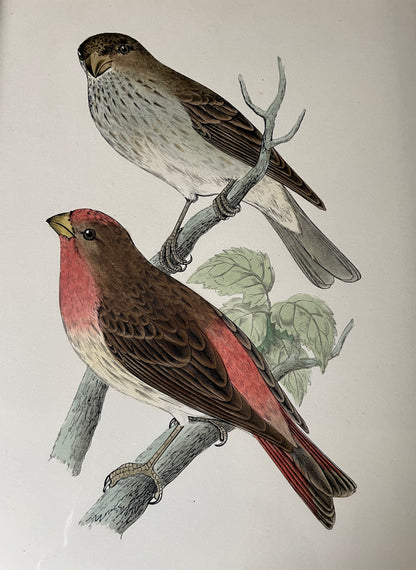 Scarlet Bullfinch Engraving
