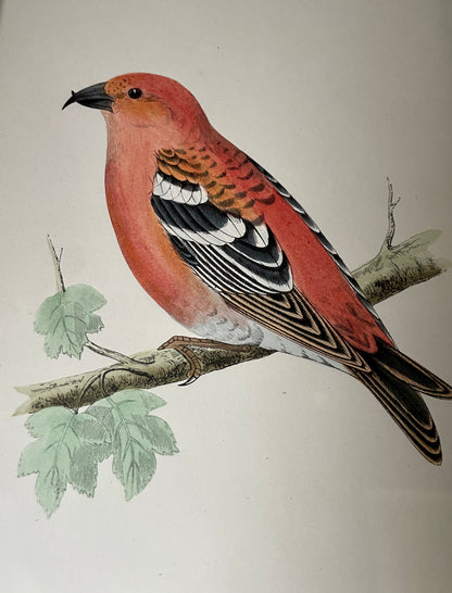 Two Barred Crossbill Bird Engraving