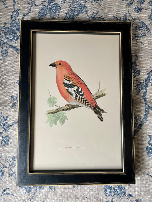 Two Barred Crossbill Bird Engraving