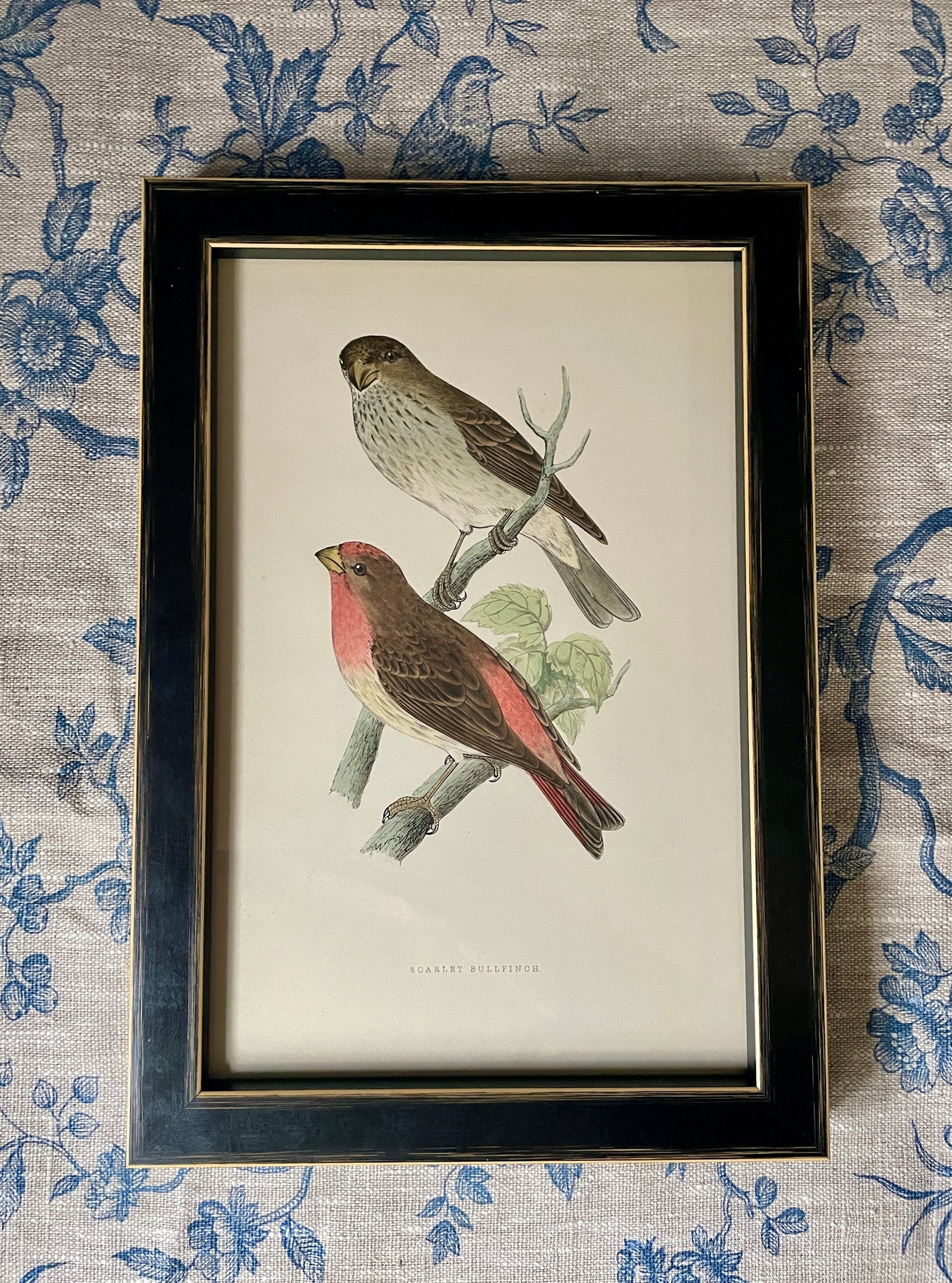 Scarlet Bullfinch Engraving
