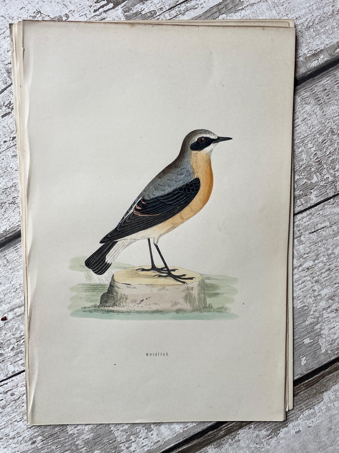 Antique Hand Tinted Engraving of a Wheatear