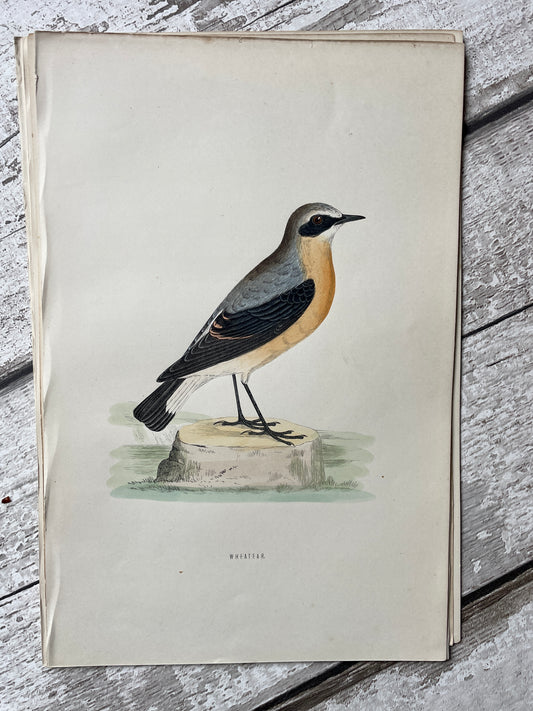 Antique Hand Tinted Engraving of a Wheatear