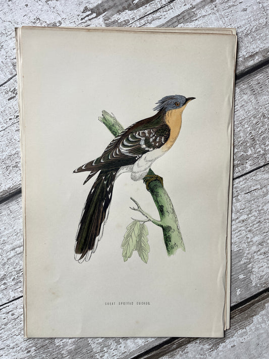 Great Spotted Cuckoo Hand Tinted Engraving