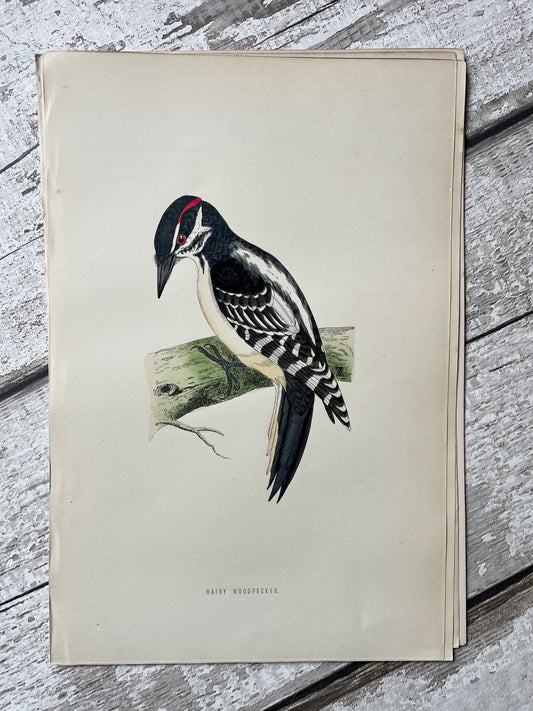 Hand Tinted Hairy Woodpecker Engraving