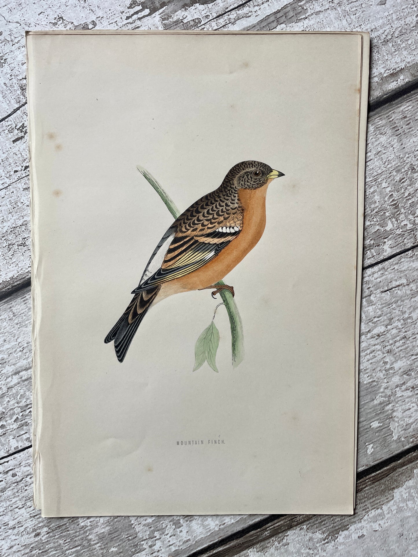 Hand Tinted Engraving of a Mountain Finch