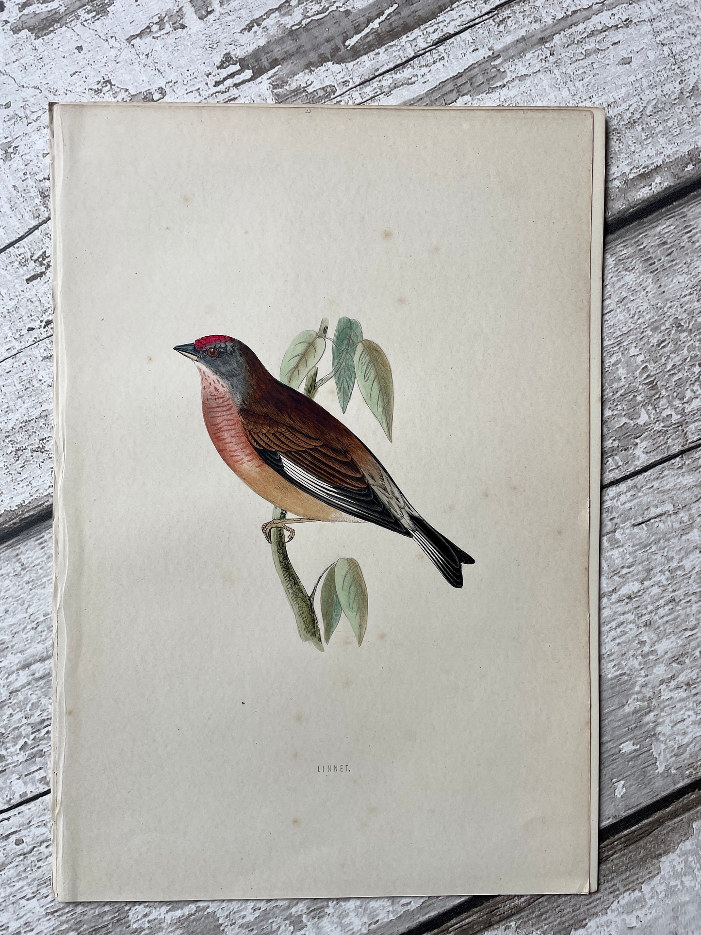 Pretty Hand Tinted Engraving of a Linnet