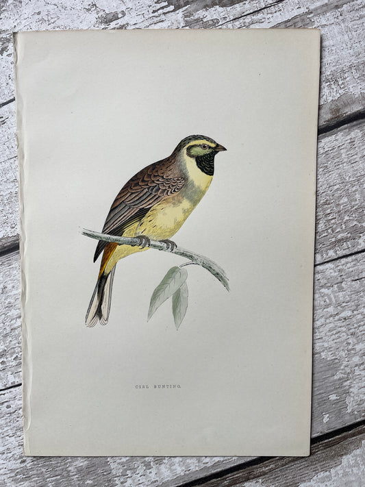 Hand Tinted Engraving of a Bunting