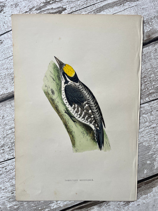 Hand Tinted Woodpecker Engraving