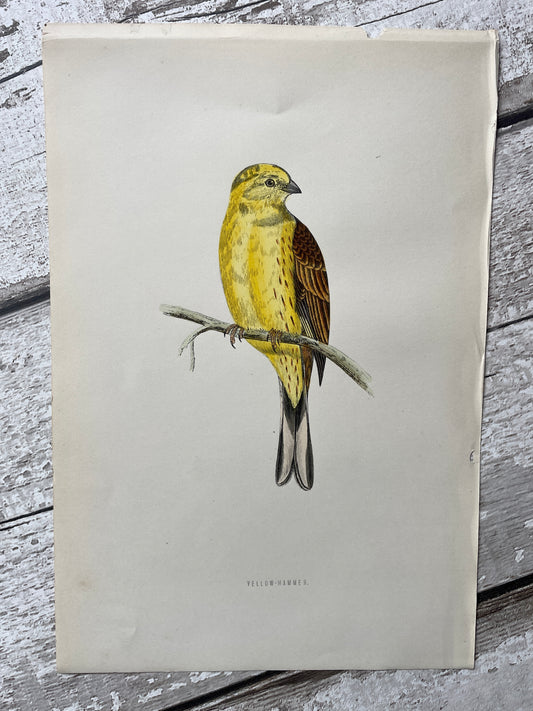 Hand Tinted Yellow Hammer Engraving