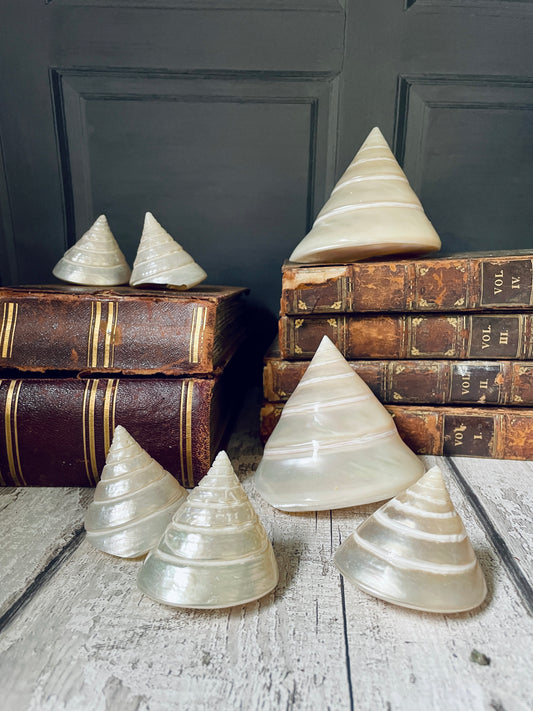 Set of 7 Pearl Troca Shells