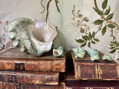 Gorgeous Green Conch Shells