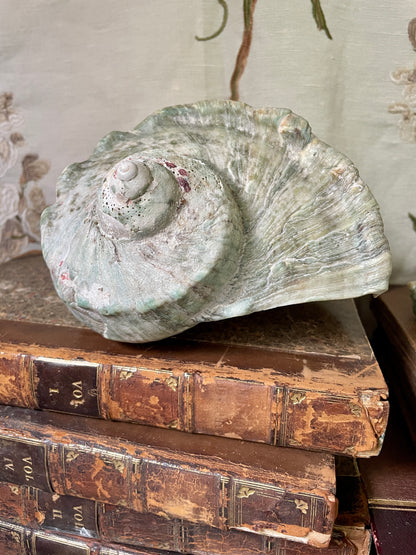 Gorgeous Green Conch Shells
