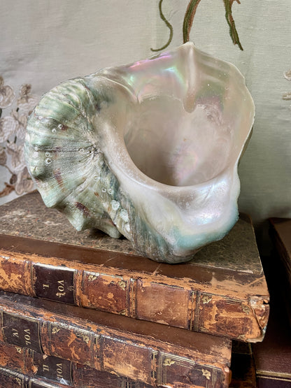 Gorgeous Green Conch Shells