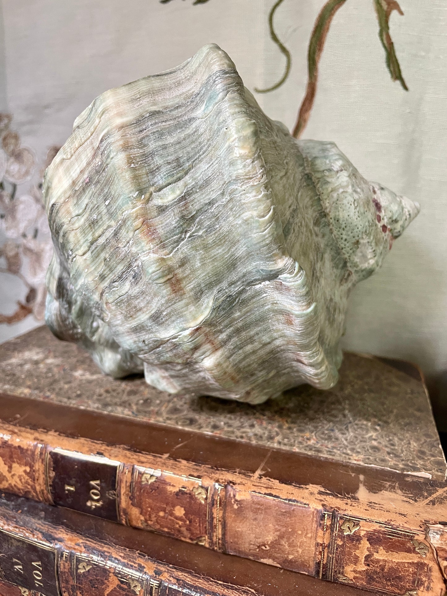 Gorgeous Green Conch Shells