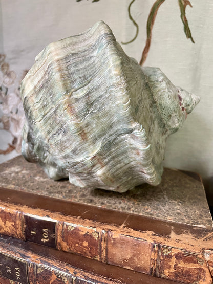 Gorgeous Green Conch Shells