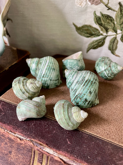 Gorgeous Green Conch Shells