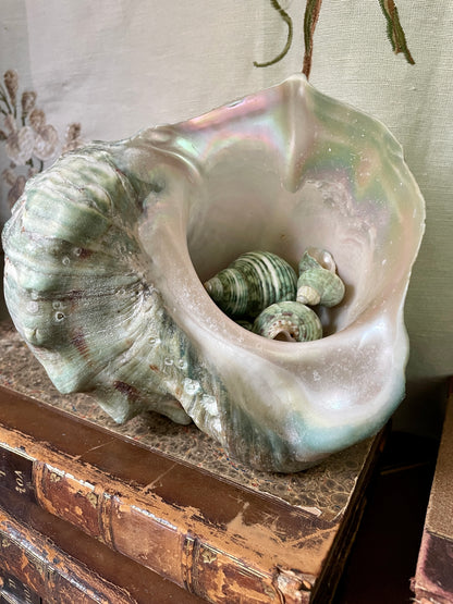 Gorgeous Green Conch Shells