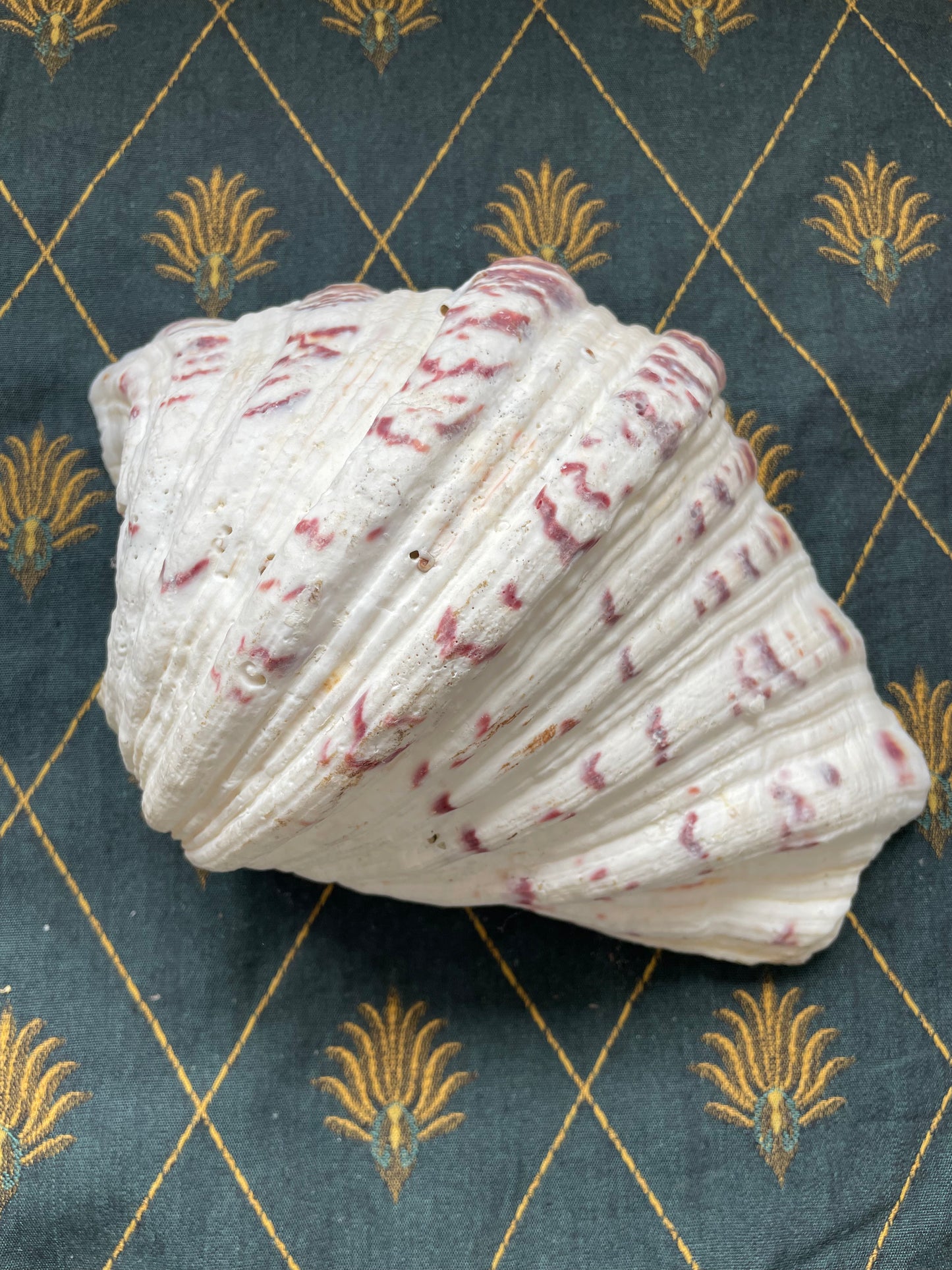Large Clam Shells