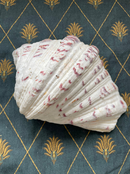 Large Clam Shells