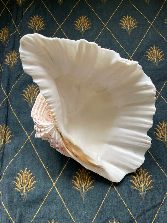 Large Clam Shells