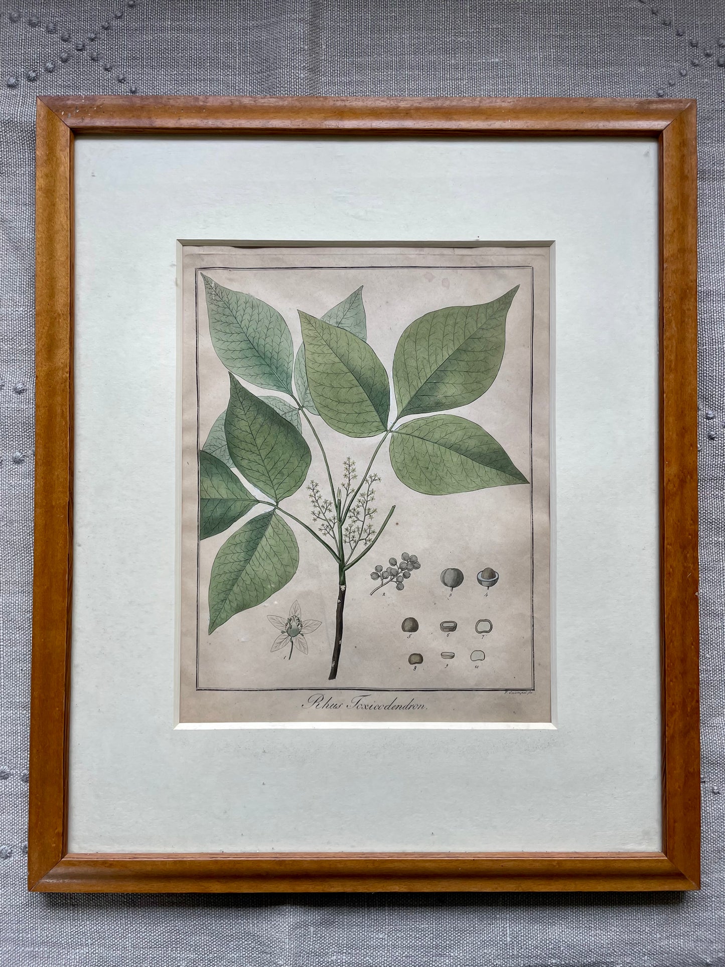 Framed Botanical Print