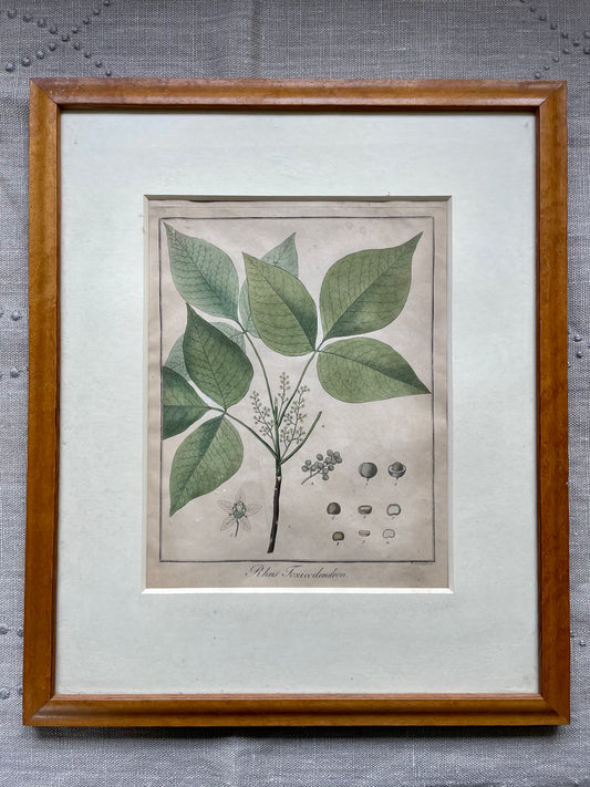 Framed Botanical Print