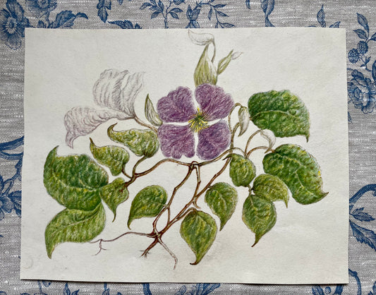 Victorian Pastel Botanical Sketch